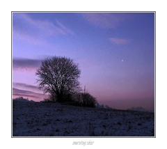 morning star