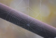 Web