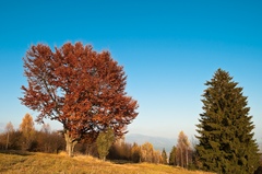 Jesenná