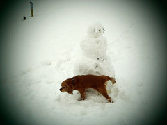 Môj pes a snehuliak.