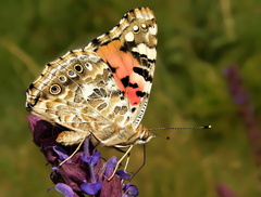 Babôčka bodliaková  