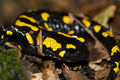 salamandra