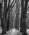 Parková