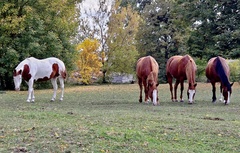 1 + 3