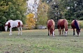 1 + 3
