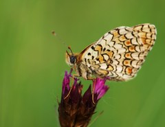 Mlynárik kapustový s výrazným ma