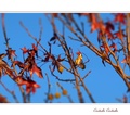 Carduelis Carduelis