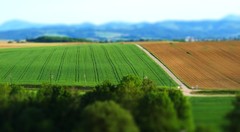 čiary 