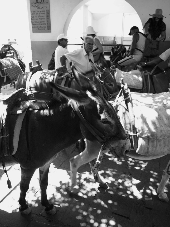 Donkey taxi station