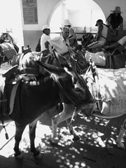 Donkey taxi station
