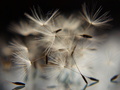 parachuters