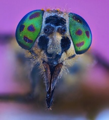 Bzz-ikavka