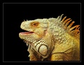 Iguana Iguana