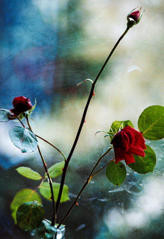 Ruže v okne