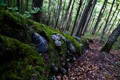 Biogradska Gora