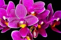 violet beauty