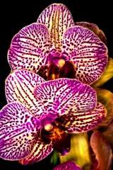 Orchid