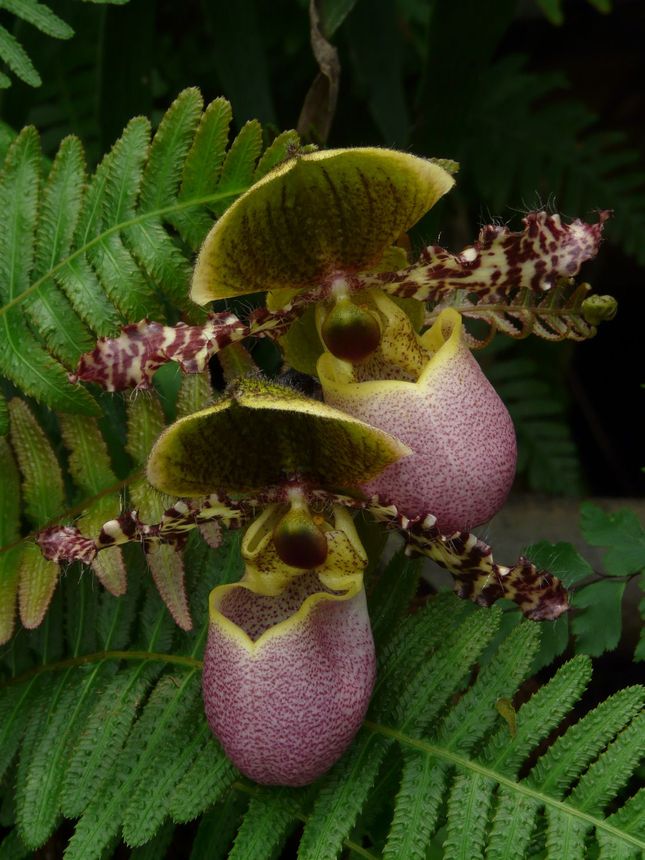 Dve Orchidey