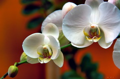 Orchidaceae
