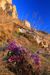 Poniklec podhradský