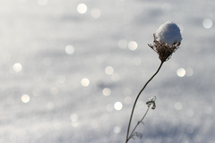 Bokehovka minimálka