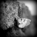 Motýl zo Sitna