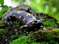 Salamandra škvrnitá