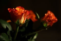 rose