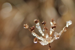 z lúčnej šperkovnice