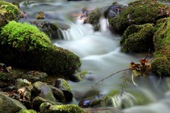 Pod Badínskym pralesom II.