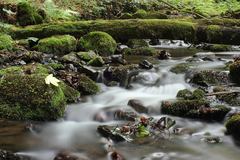 Pod Badínskym pralesom