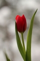tulipán