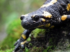 Salamandra Škvrnitá