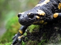 Salamandra Škvrnitá