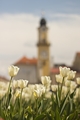 Banskobystrické tulipány