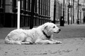 dog on the street