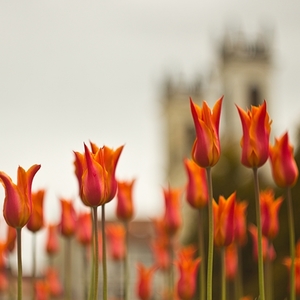 Banská Bystrica a jej tulipány