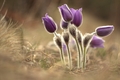 Pulsatilla Slavica