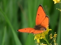 Ohniváčik veľký (Lycaena dispar)