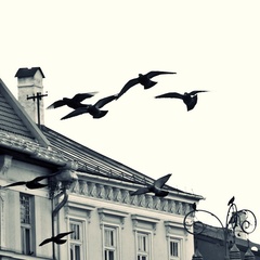 leteli holuby, leteli ...