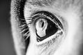 eye of the tiger