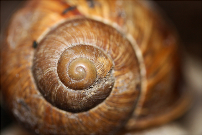 Spirala mudrosti