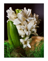 Biely hyacint
