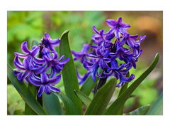 Fialovy hyacint