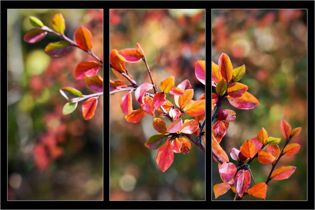 Cervenkava  farba z palety jesen