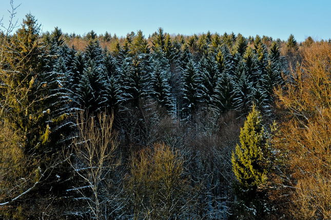 Zimno lesná náladovka