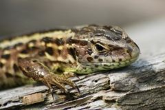 lacerta