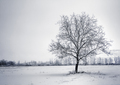 Samotár