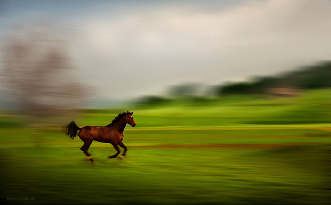 Kde sa koník zo života teší...