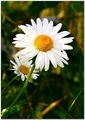 margaretka